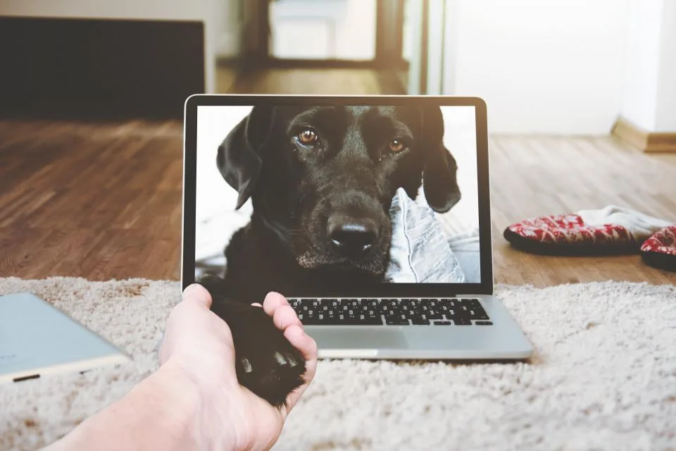 video call