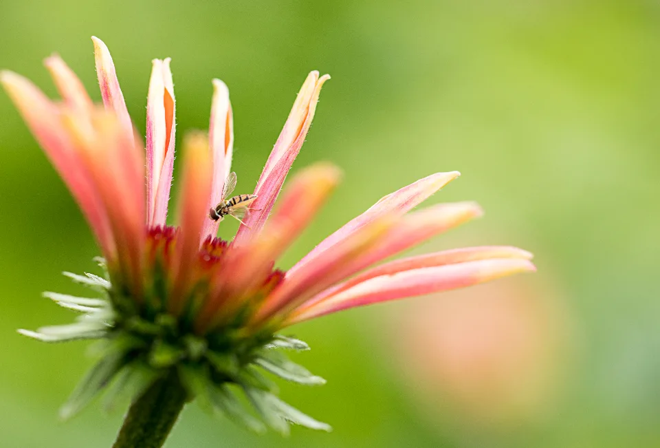 bee on flower