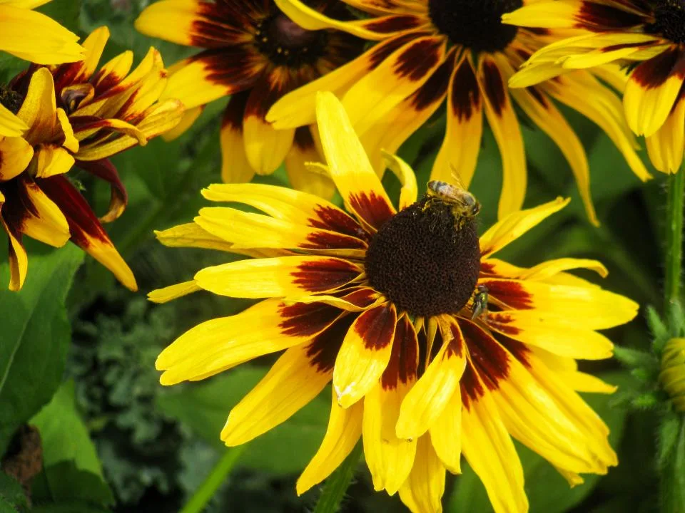 bee on flower