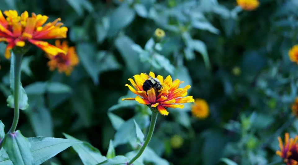 bee on flower