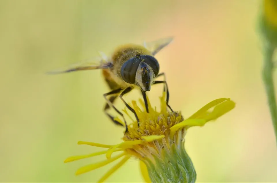 bee on flower