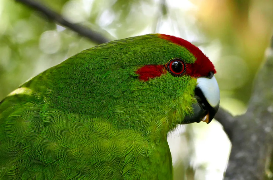 tropical forest